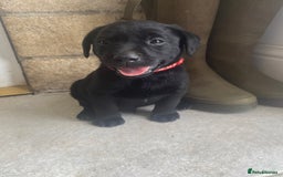 Labrador Retriever dogs for sale: KC Registered working Labrador puppies - Image 33