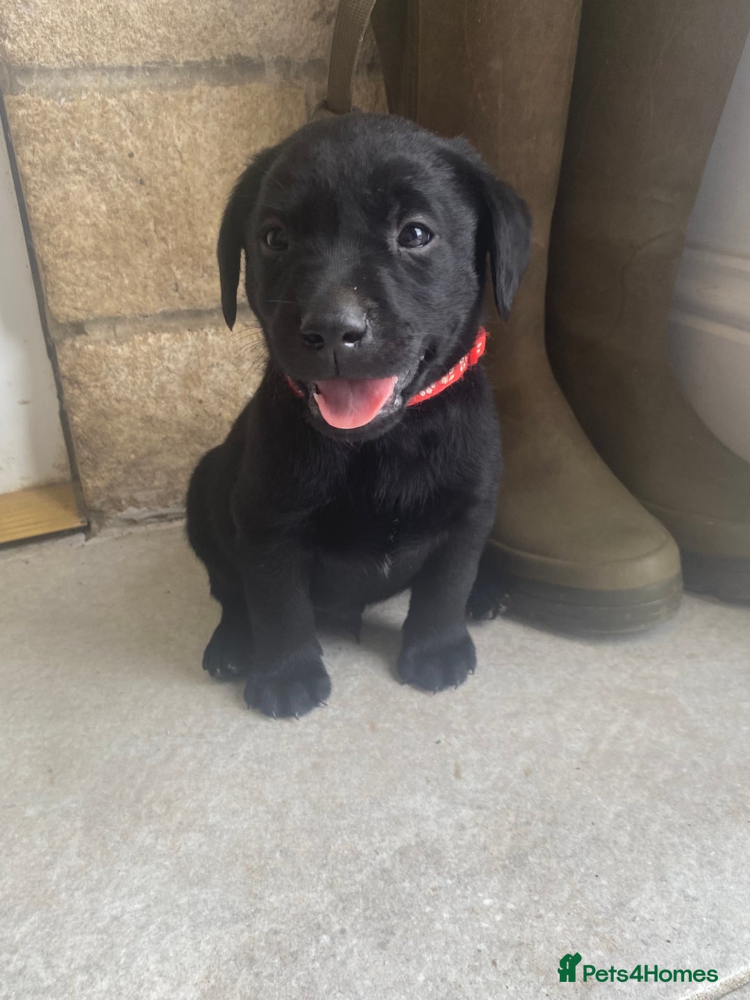 Labrador Retriever dogs for sale: KC Registered working Labrador puppies - Image 33
