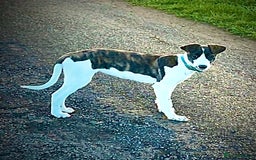 Lurcher dogs for sale: Lurcher for sale  - Image 3