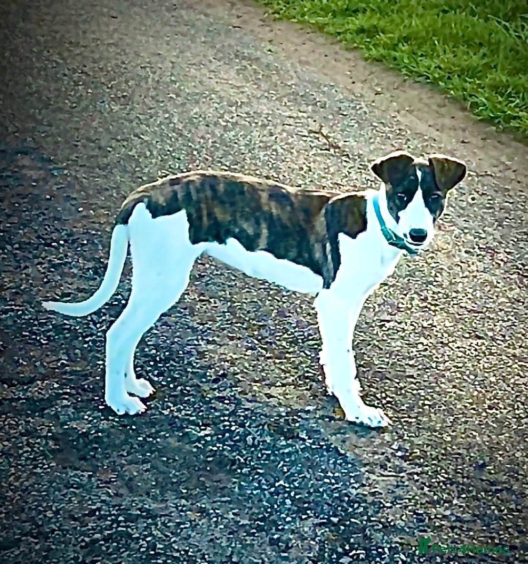 Lurcher dogs for sale: Lurcher for sale  - Image 3