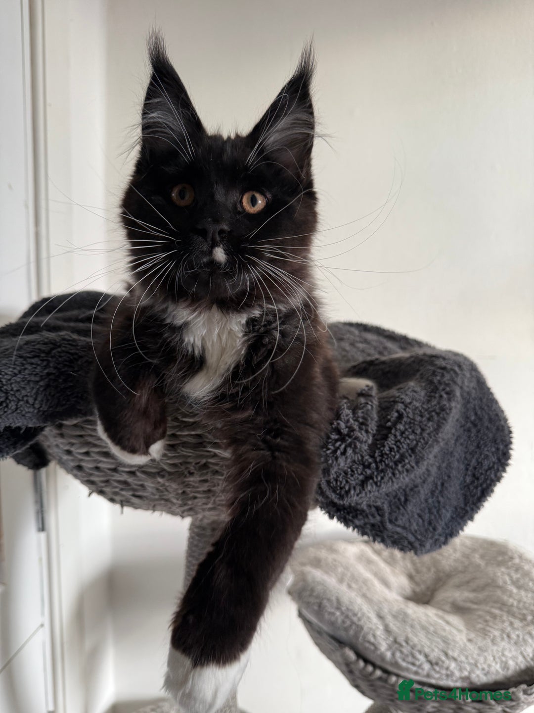 Maine Coon cats for sale: 🐾 last Maine Coon Boy Still Available 🐾 - Advert 5