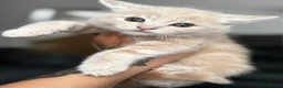 Siberian cats for sale: Beautiful siberian with American shorthair - Advert 4