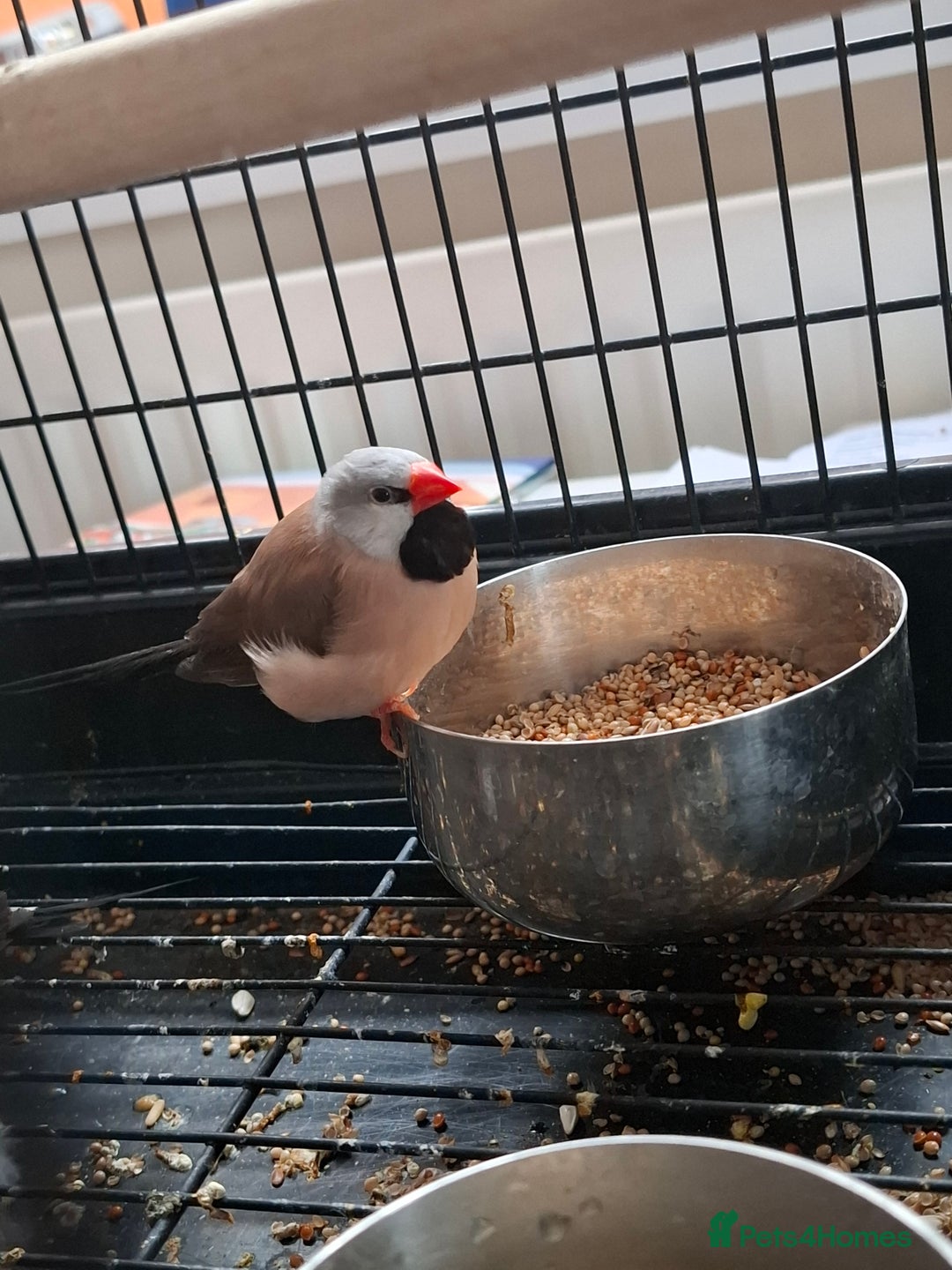 Finches birds for sale: Australian Black head finches  - Advert 7