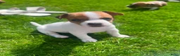 Jack Russell dogs for sale: Jack russell puppies  - Advert 13