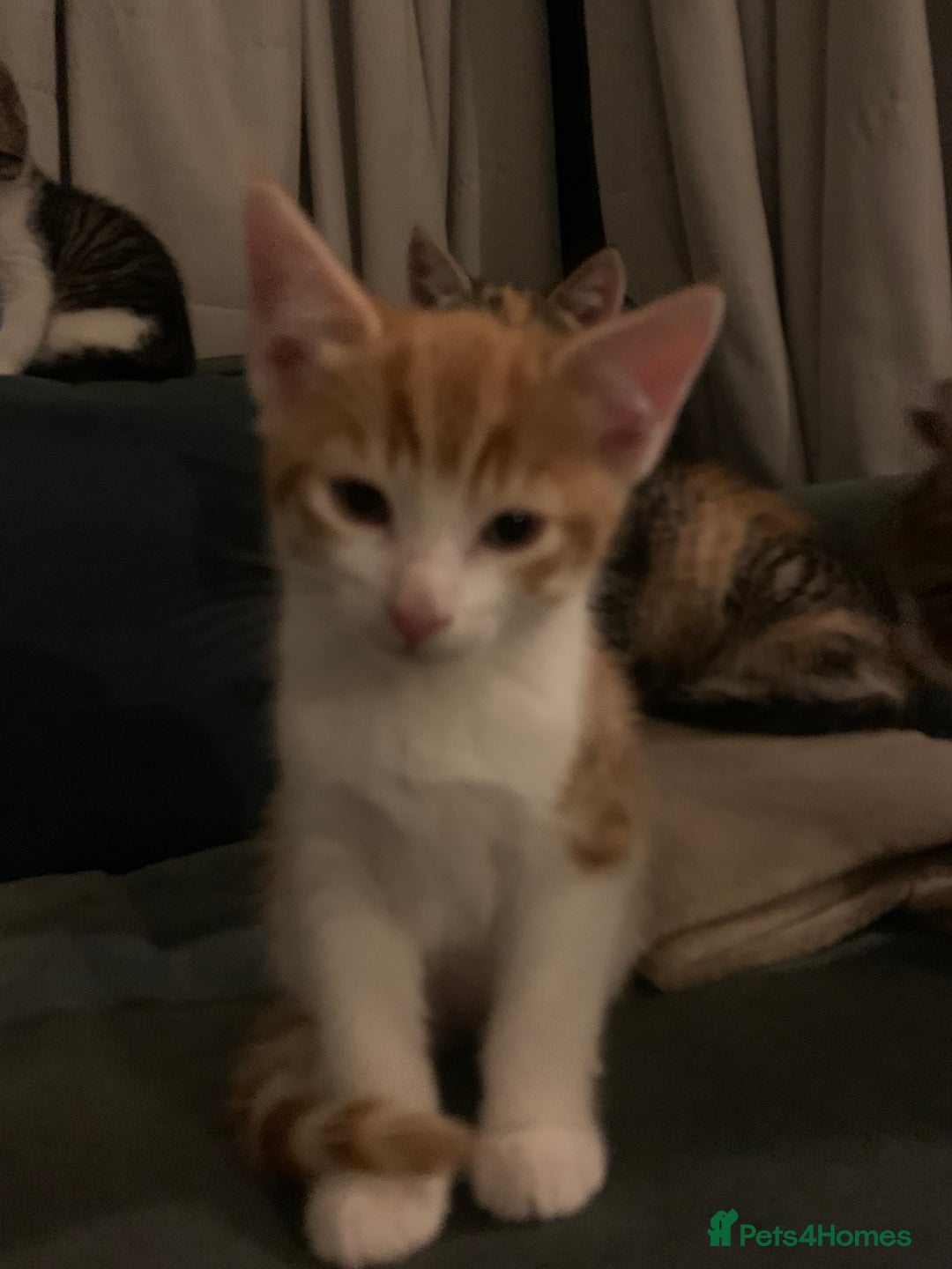 Mixed Breed cats for sale: 5 kittens for sale- ready now!! - Advert 5