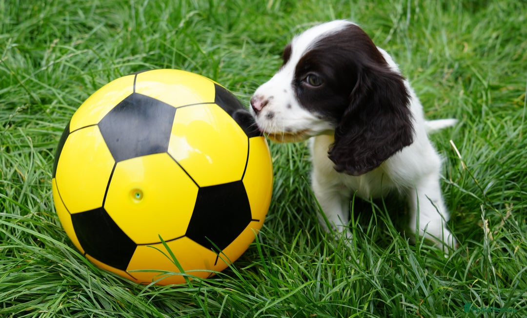 Cocker Spaniel dogs for sale: READY TO GO 4 KC working cocker spaniel puppies - Image 3