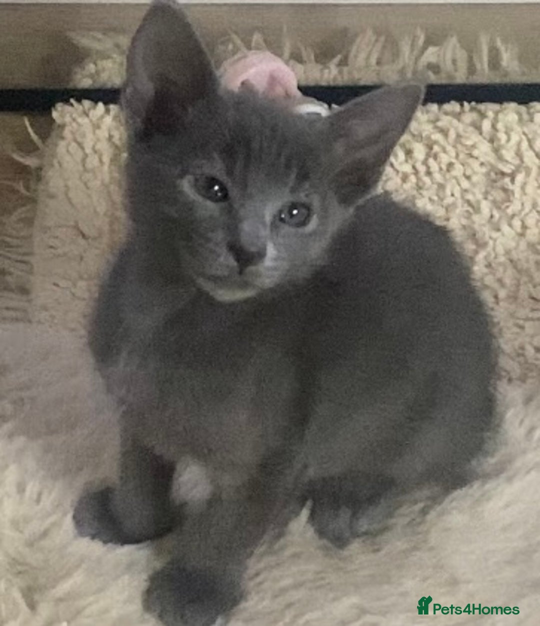 Mixed Breed cats for sale: Oriental/ Siamese  - Advert 13