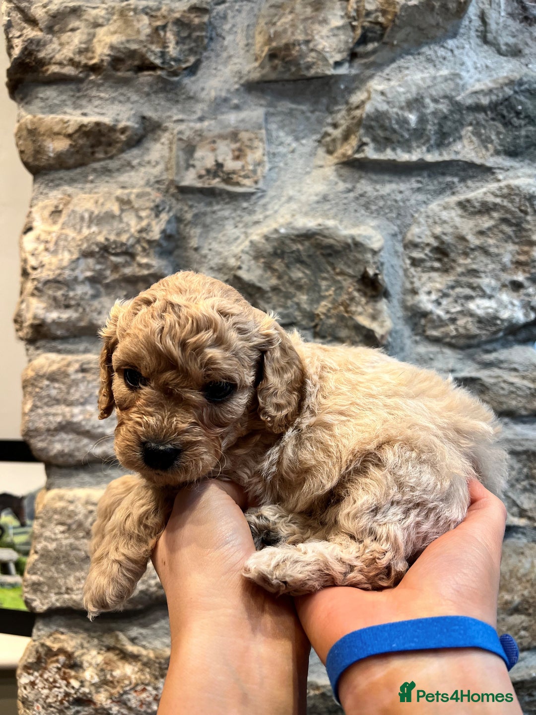 Cavapoochon dogs for sale: All sold now  - Advert 29