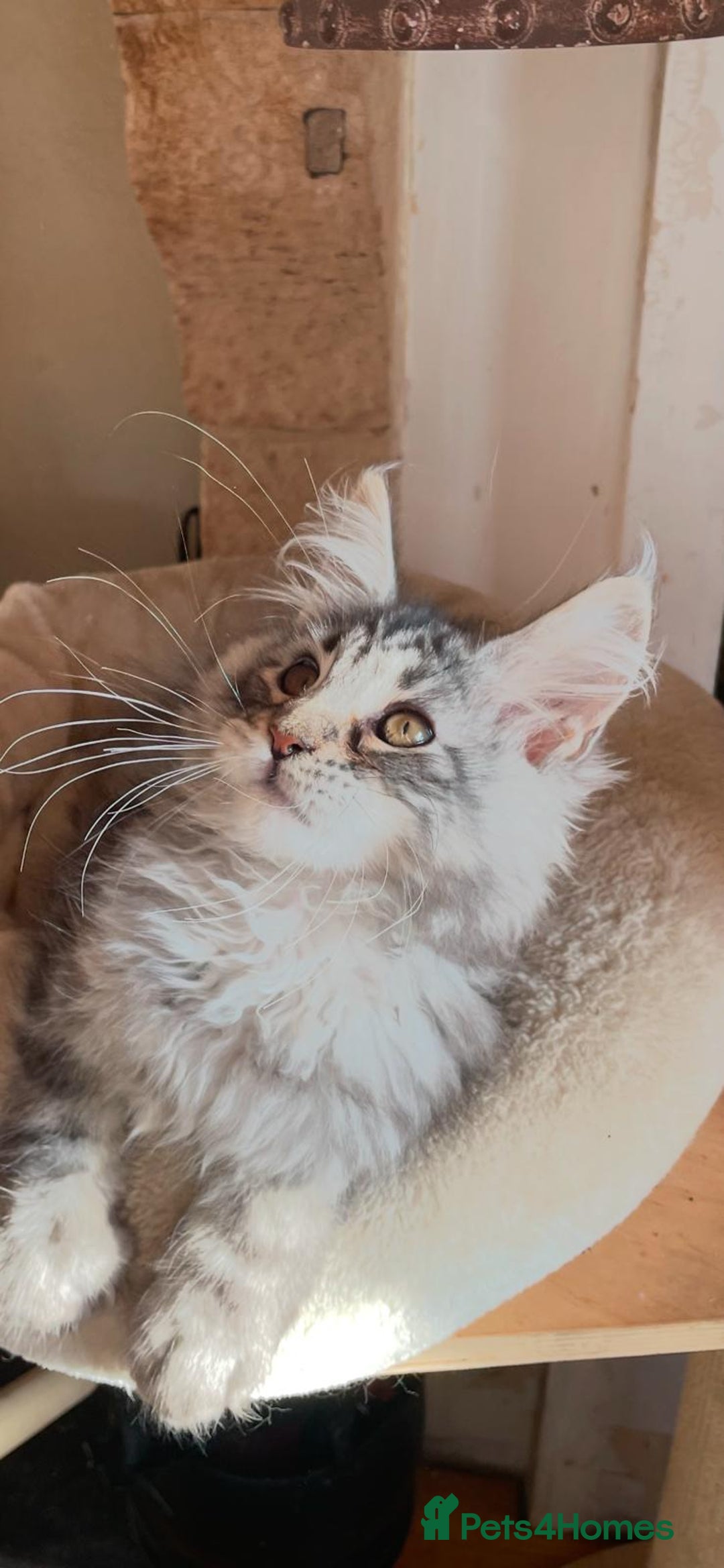 Maine Coon cats for sale: Stunning Maine Coon kittens - Advert 15