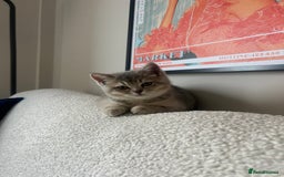 British Shorthair cats for sale: Espresso  - Image 5