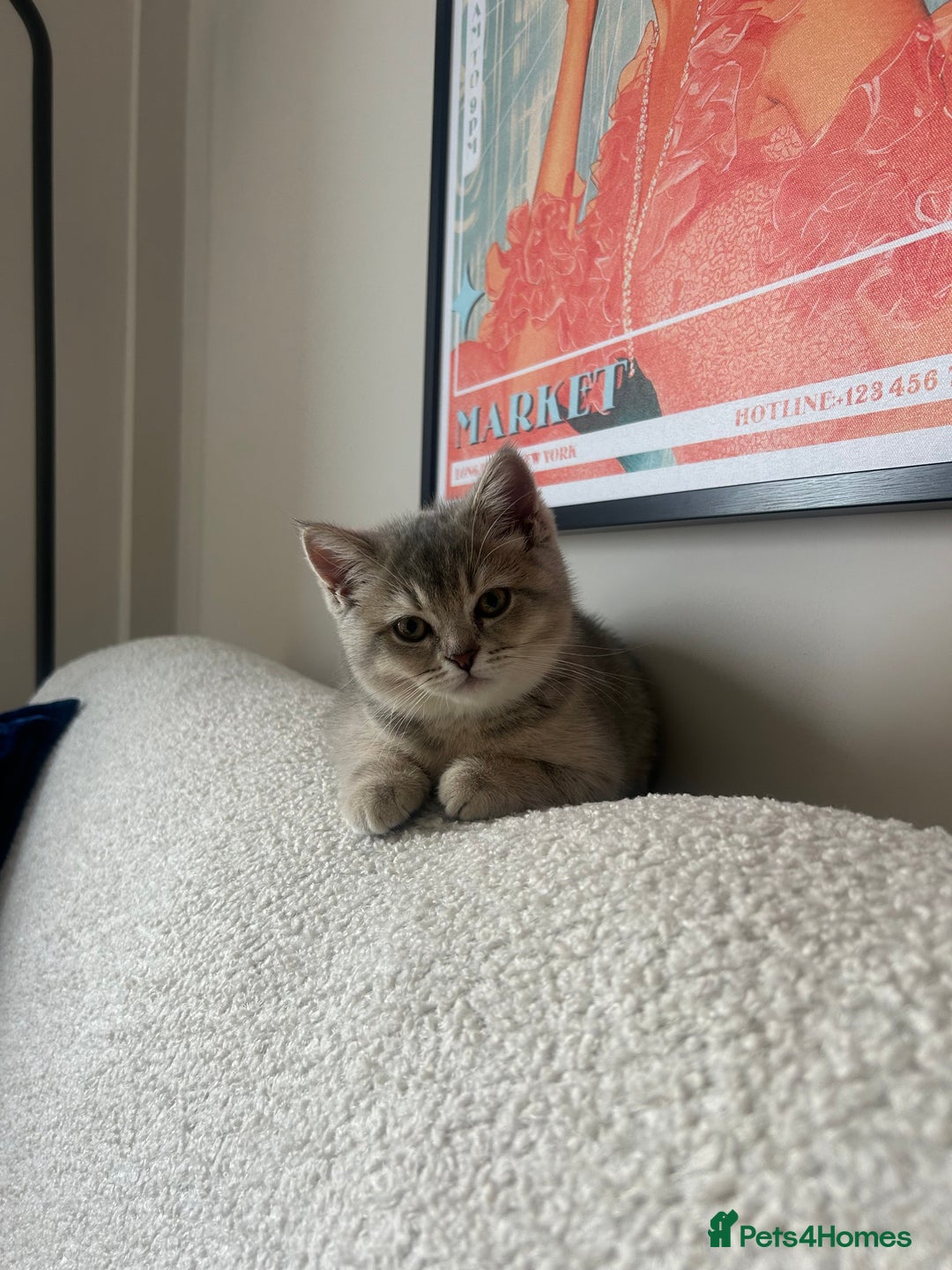 British Shorthair cats for sale: Espresso  - Image 5