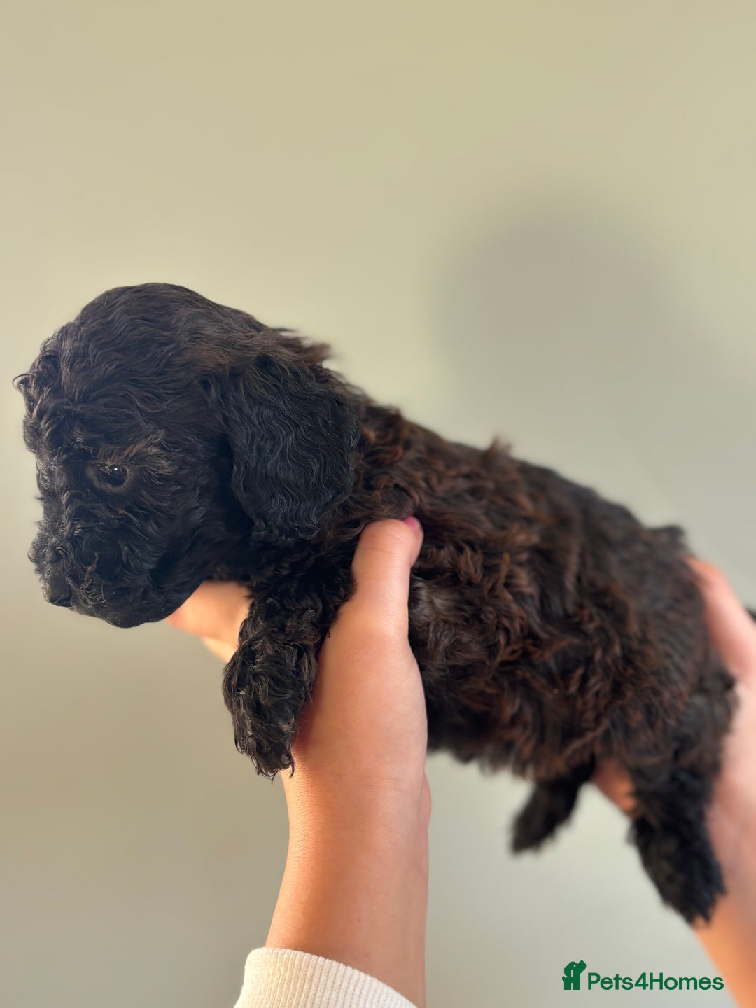 Miniature Poodle dogs for sale: Beautiful health tested miniature poodles  - Advert 29