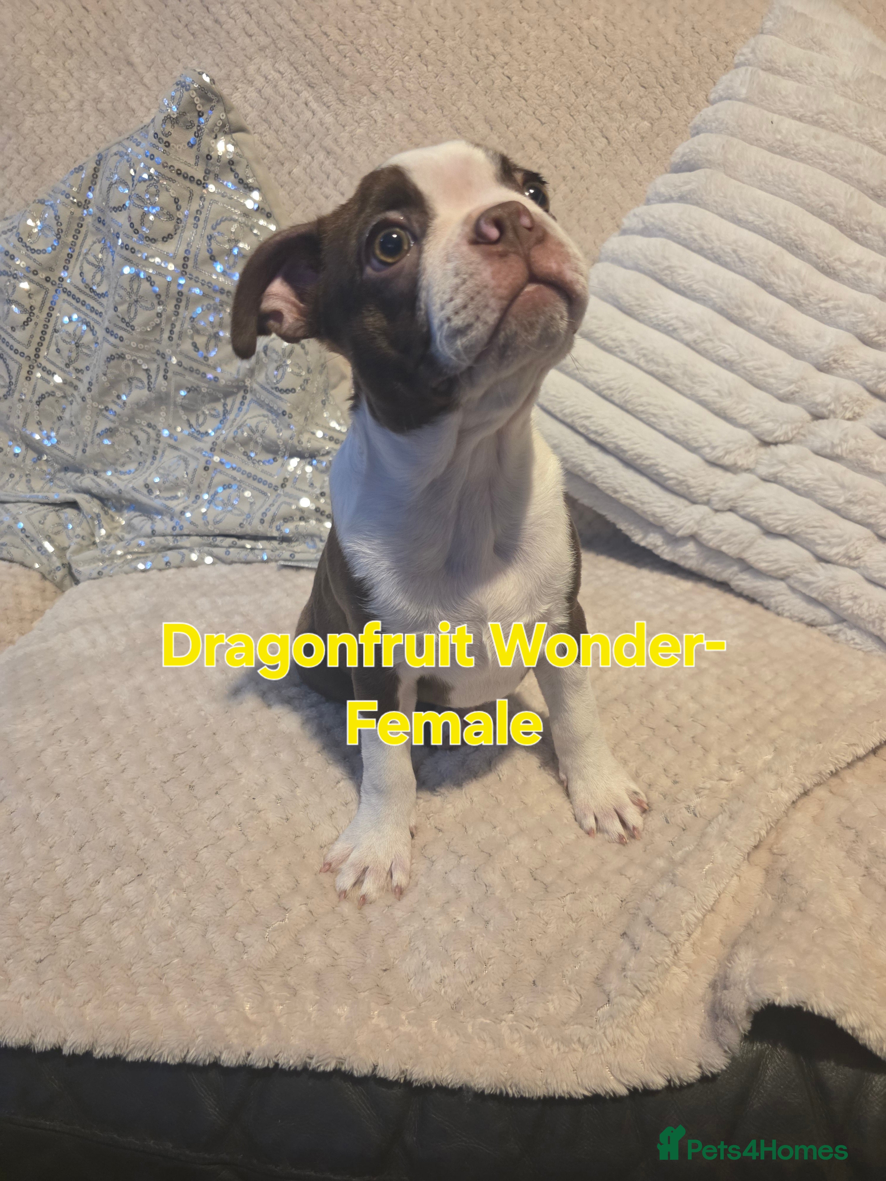 Boston Terrier dogs Beautiful Family KC Bostons - Advert 2