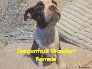 Boston Terrier dogs Beautiful Family Bostons - Advert 1