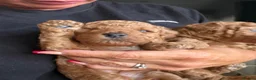 Cavapoo dogs for sale: F1bb Red Toy Cavapoo health tested parents in Doncaster - Advert 2