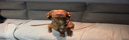 Hungarian Vizsla dogs for sale: 2 year old Hungarian vizla  - Advert 3