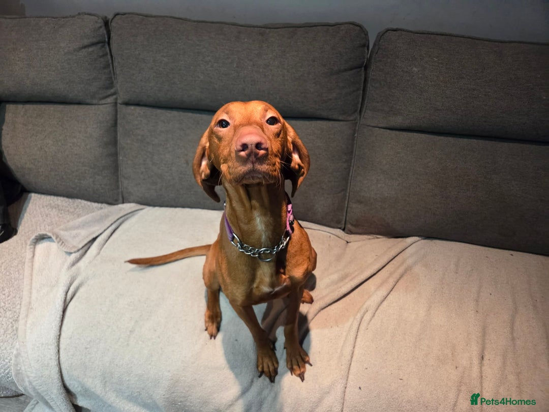 Hungarian Vizsla dogs for sale: 2 year old Hungarian vizla  - Advert 3