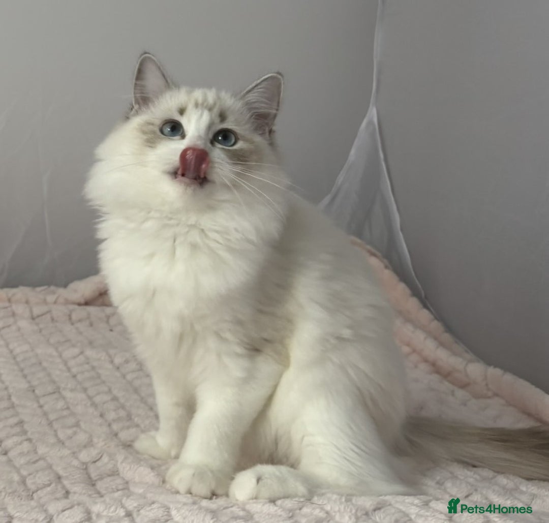 Ragdoll cats for sale: Playful Pedigree Ragdoll Kittens Available - Image 6