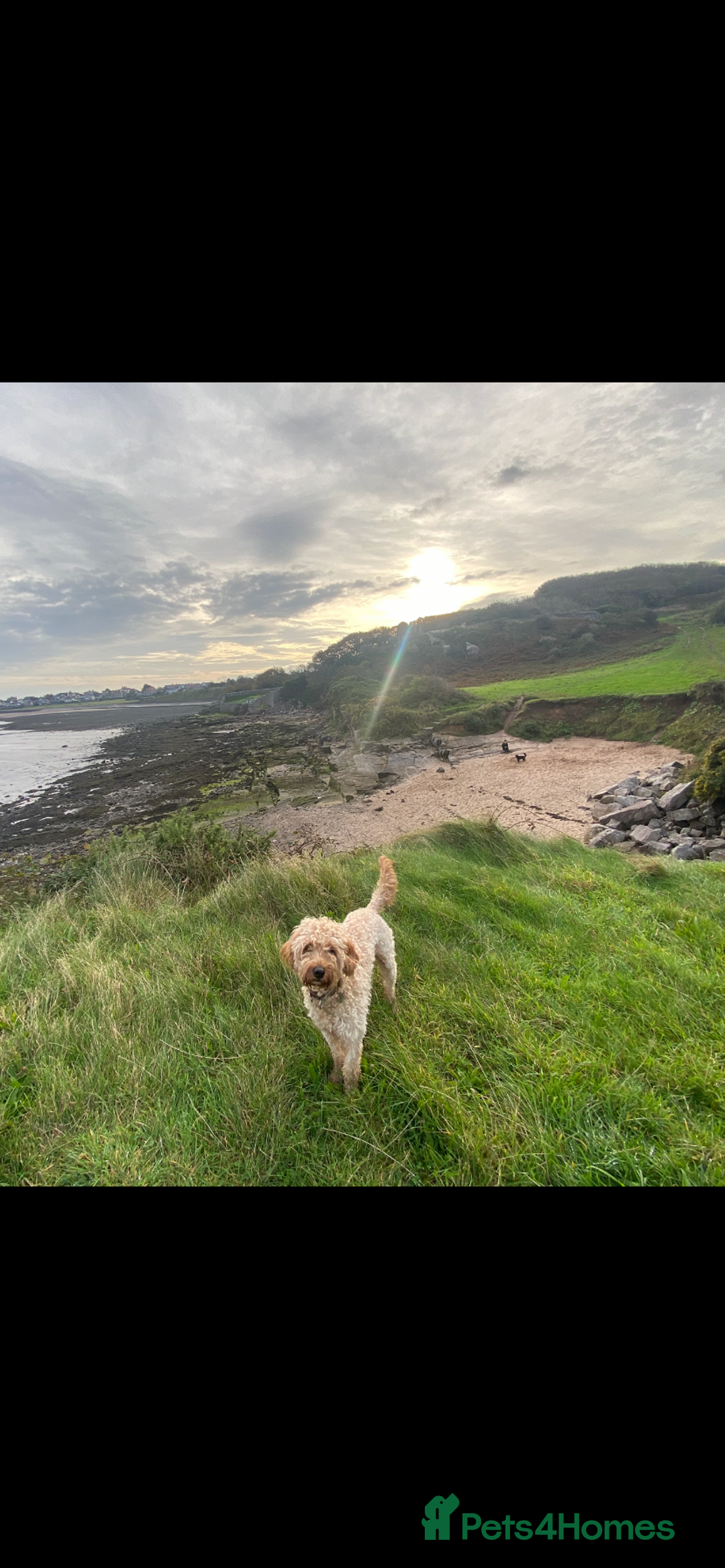 Cavapoo dogs for sale: Cavapoo - Image 5