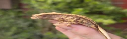 Gecko reptiles for sale: Various crested geckos - Advert 22
