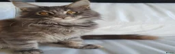 Maine Coon cats for sale: TICA Reg Pure Bread Maine coon kitten - Advert 4