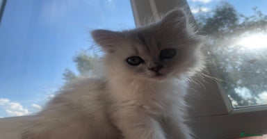 Persian cats - Advert 10