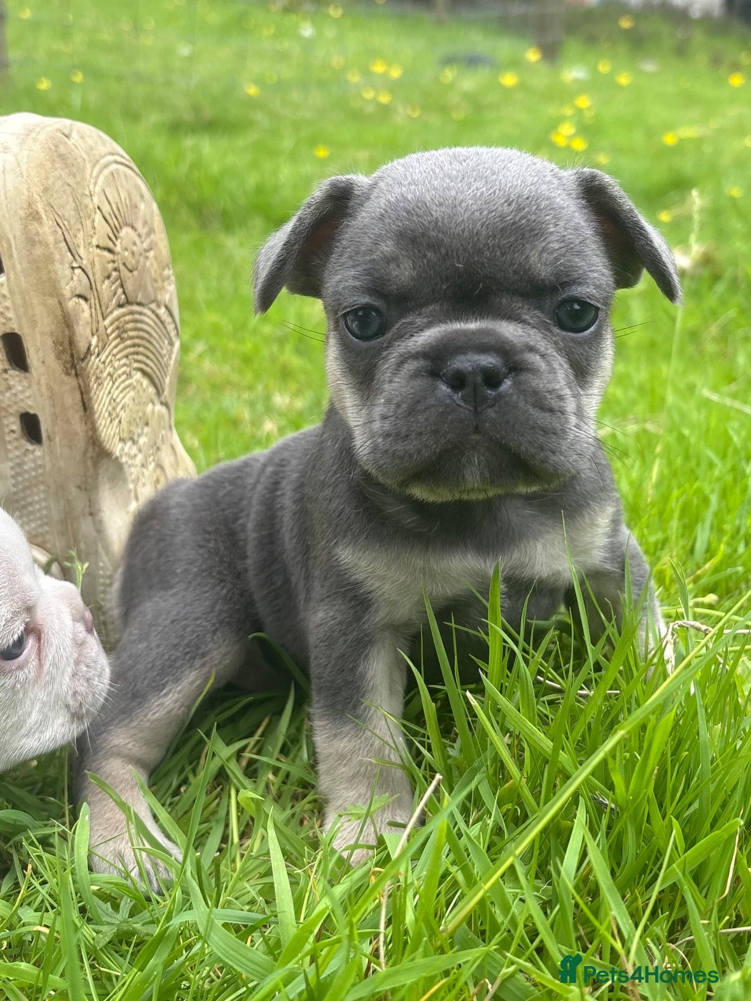 French Bulldog dogs 🤍Quality bred french bulldog puppies🤍 - Advert 2