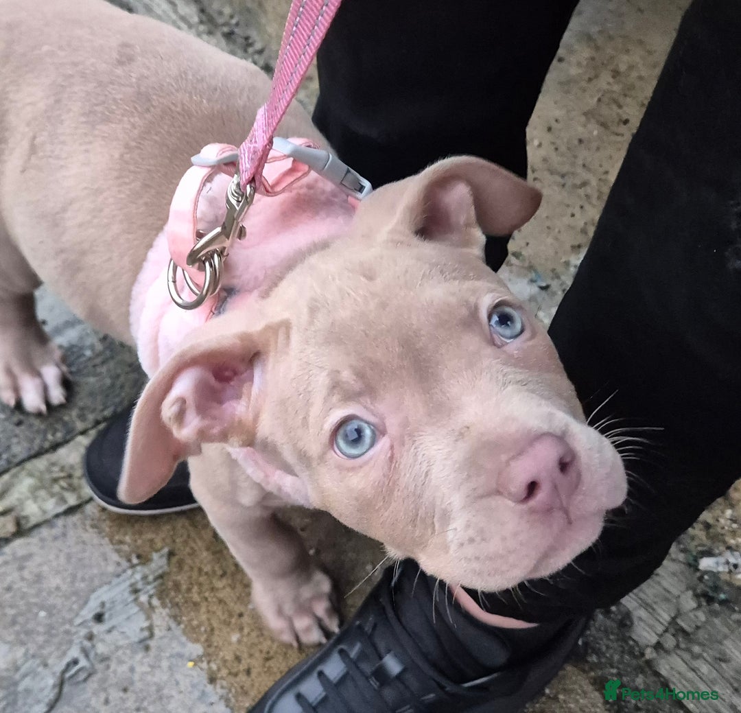 Staffordshire Bull Terrier dogs for sale: Girl Puppy 8 Weeks Old - Advert 1