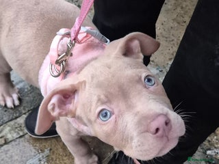 Staffordshire Bull Terrier dogs Girl Puppy 8 Weeks Old - Advert 3