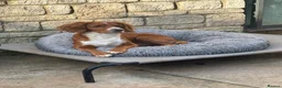 Cocker Spaniel dogs for stud: Working Cocker Spaniel at stud  in Cirencester - Advert 1