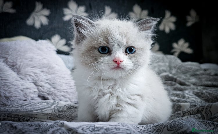 Ragdoll cats - Advert 15