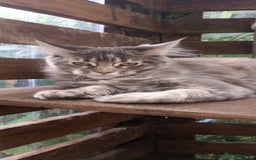 Maine Coon cats for sale: Maine coon purebred pedigre xl in Barnsley - Image 34
