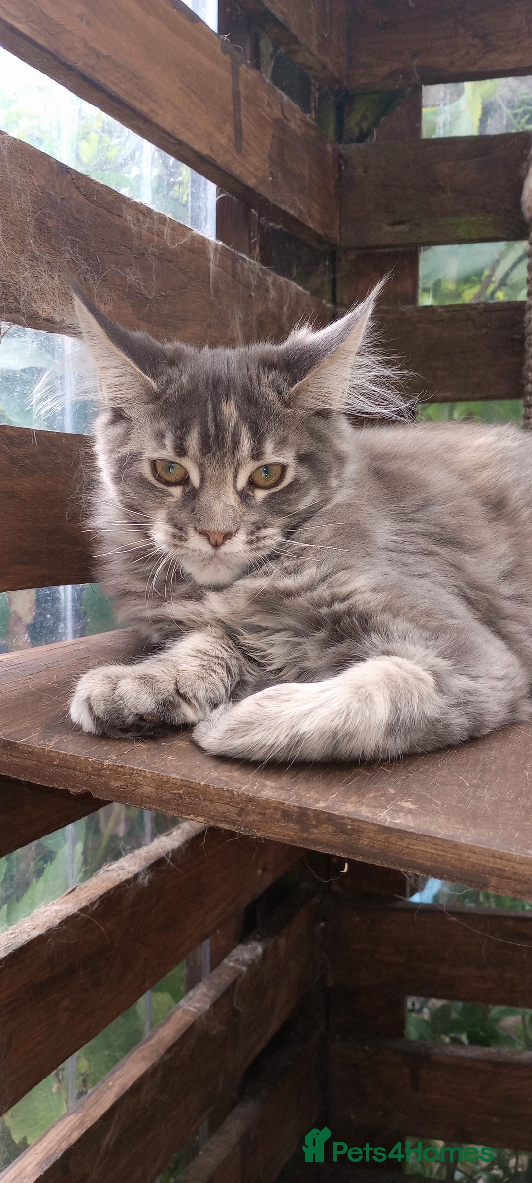 Maine Coon cats for sale: Maine coon purebred pedigre xl in Barnsley - Image 34