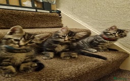 Maine Coon cats for sale: Beautiful fluffy Maine coon cross Kittens - Image 11