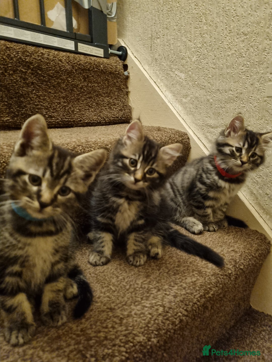 Maine Coon cats for sale: Beautiful fluffy Maine coon cross Kittens - Image 11