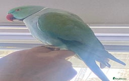 Ringnecks birds for sale: Beautiful Indian Ringneck Parrot - Image 5