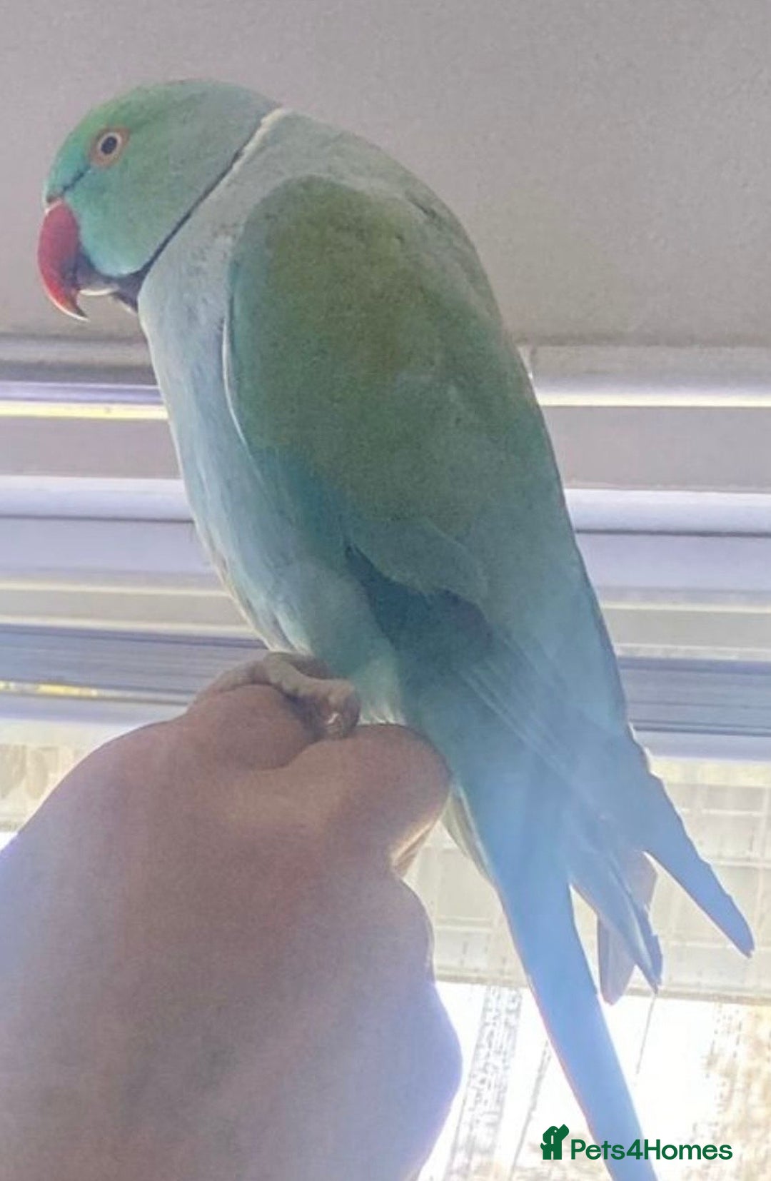 Ringnecks birds for sale: Beautiful Indian Ringneck Parrot - Image 5