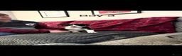 Border Collie dogs for sale: Border collie  - Advert 4