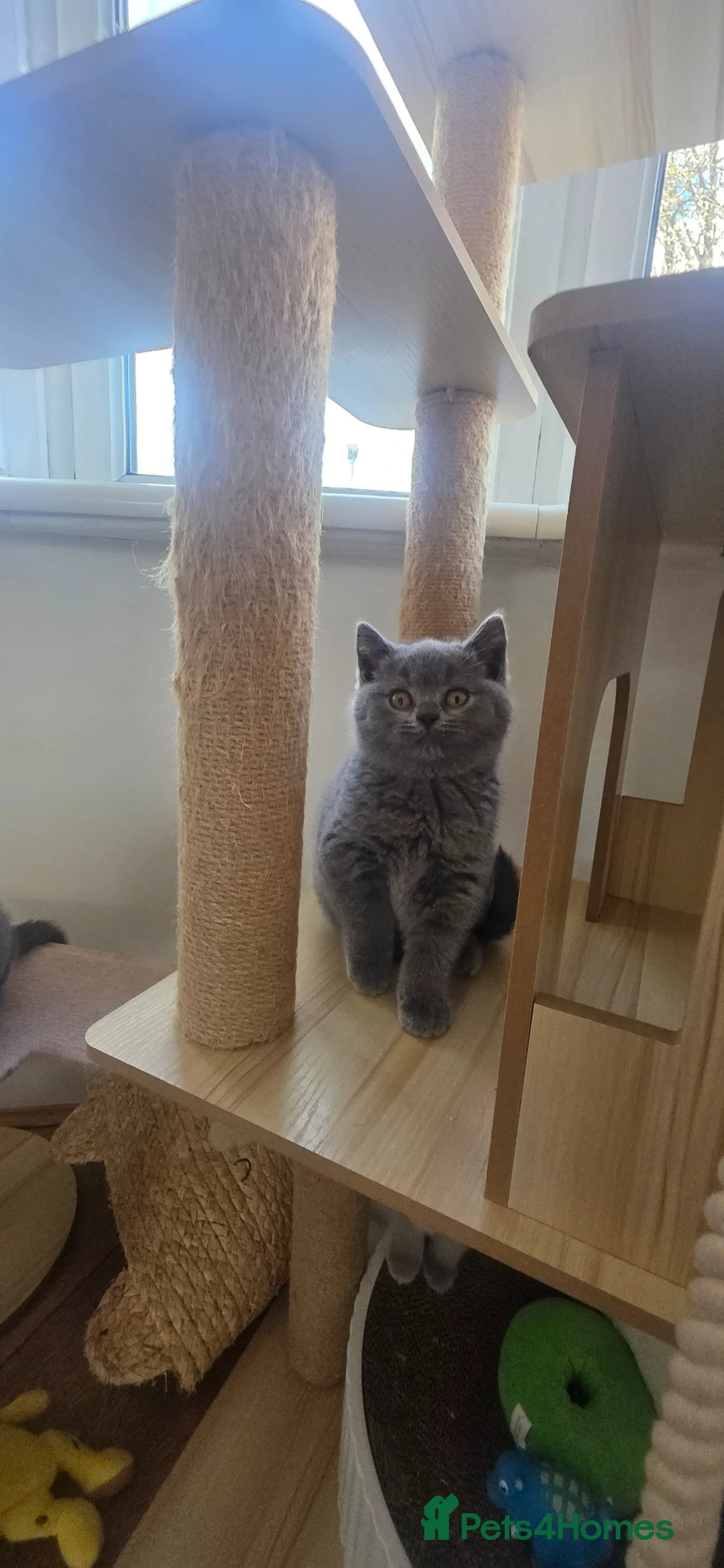 British Shorthair cats for sale: British Shorthair  - Advert 25