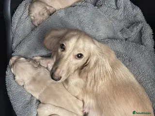 Miniature Dachshund dogs Stunning long haired cream miniature dachshund - Advert 1