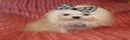 Maltese dogs for sale: Babydoll KC Registered Korean Maltese Adult Girl - Advert 3