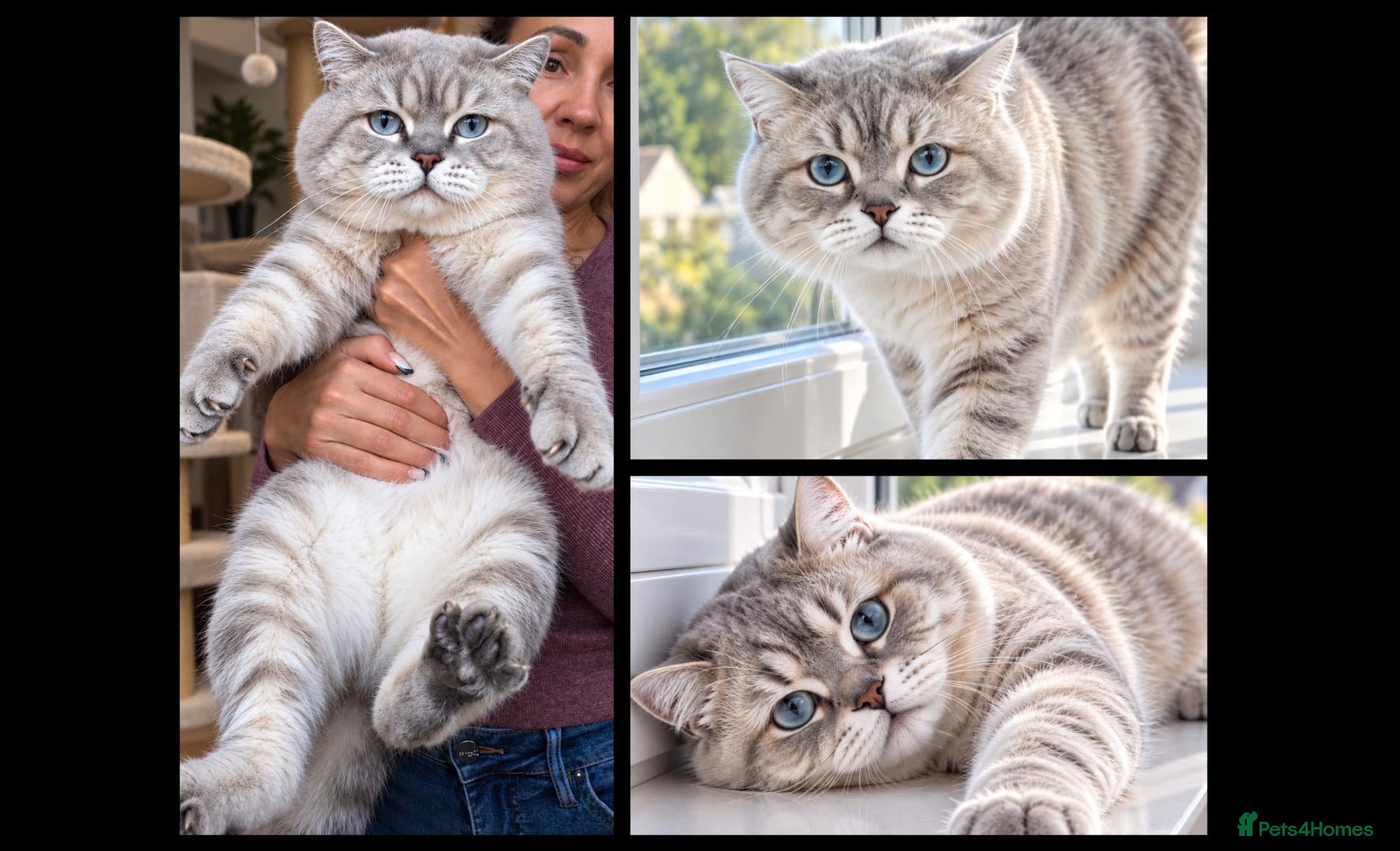 British Shorthair cats 🌊Proven STUD 🟦BSH Colourpoint King TICA/GCCF   - Advert 1