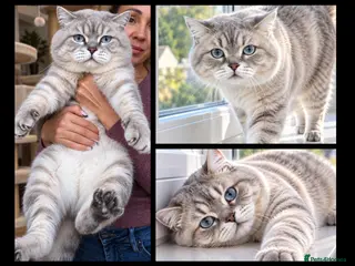 British Shorthair cats 🌊Proven STUD 🟦BSH Colourpoint King TICA/GCCF - Advert 1