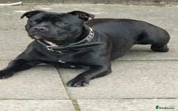 Staffordshire Bull Terrier dogs for stud: Black laddy boy for stud £400 - Image 3