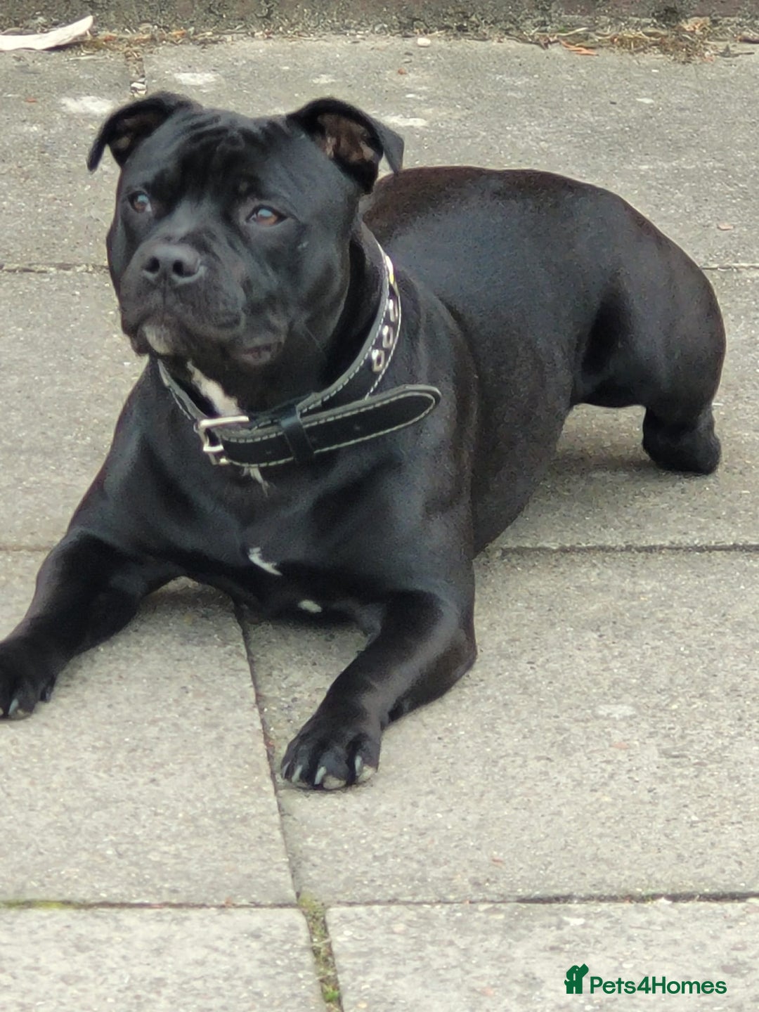 Staffordshire Bull Terrier dogs for stud: Black laddy boy for stud £400 - Image 3