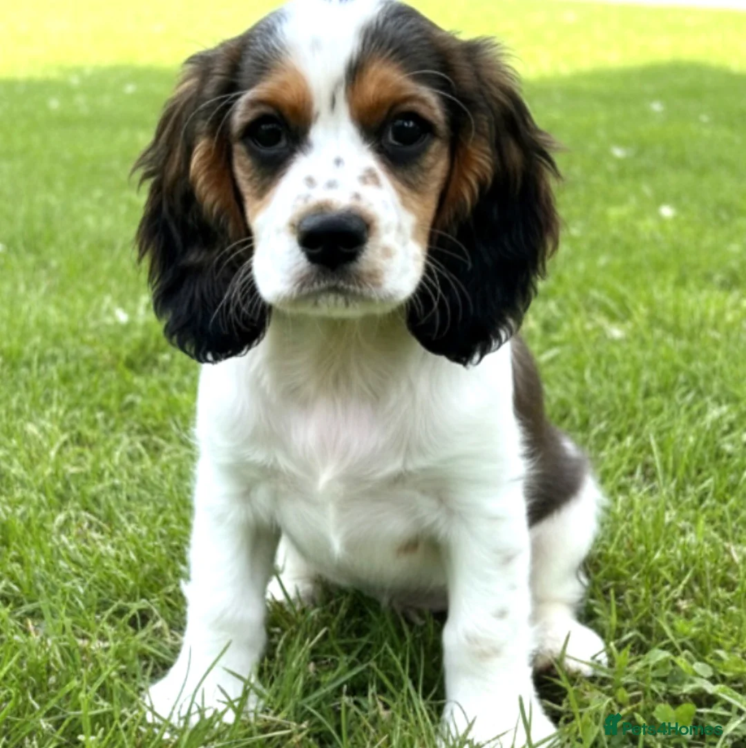 Cockalier dogs for sale: 1 male Cockalier puppy  - Advert 1