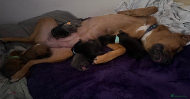 Mixed Breed birds German shepherd x cane corso pups!  - Advert 9