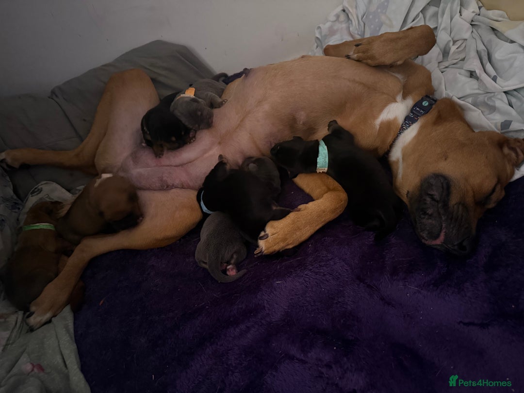 Mixed Breed birds for sale: German shepherd x cane corso pups!  - Image 4