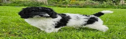 Cavapoo dogs for sale: LAST BOY VET CHECKED STUNNING F1B CAVAPOO   - Advert 2