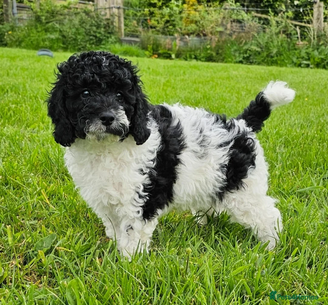 Cavapoo dogs for sale: LAST BOY VET CHECKED STUNNING F1B CAVAPOO   - Advert 2